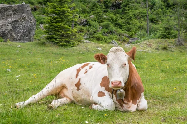 Vaca Pasto Austria — Foto de Stock