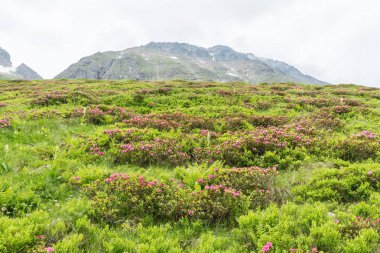 Alp gül bush ve sis bir vadide Alpleri'nde, Avusturya