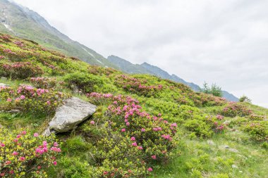 Alp gül bush ve sis bir vadide Alpleri'nde, Avusturya