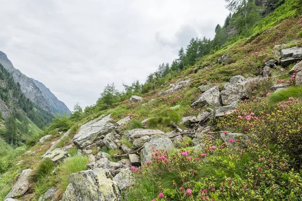 Rosenstrauch Und Nebel Einem Tal Den Alpen Österreich — Stockfoto