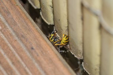 Bir balkon, Almanya katında ölü eşek arısı