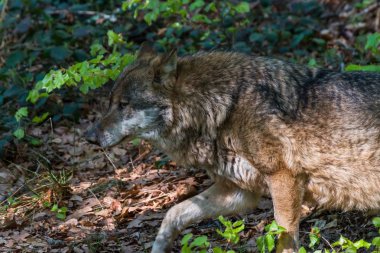 Kendi topraklarında, Almanya bir erkek kurt Close-up