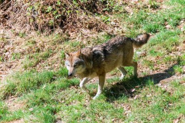 Kendi topraklarında, Almanya bir erkek kurt Close-up
