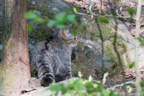 在森林里捕捉猎物的野猫 — 图库照片