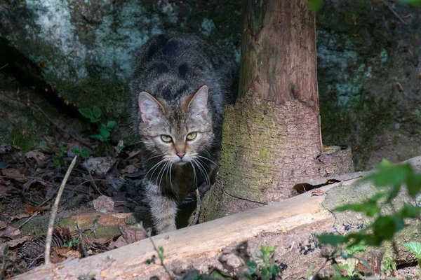 在森林里捕捉猎物的野猫 — 图库照片