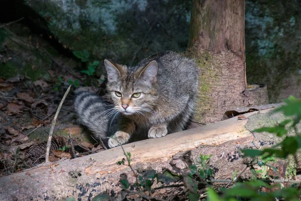 在森林里捕捉猎物的野猫 — 图库照片