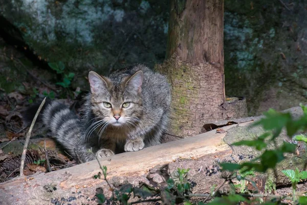 在森林里捕捉猎物的野猫 — 图库照片