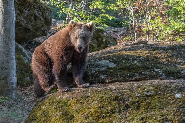 Urso Marrom Vagueia Seu Território Alemanha — Fotografia de Stock