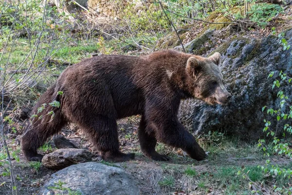 Urso Marrom Vagueia Seu Território Alemanha — Fotografia de Stock