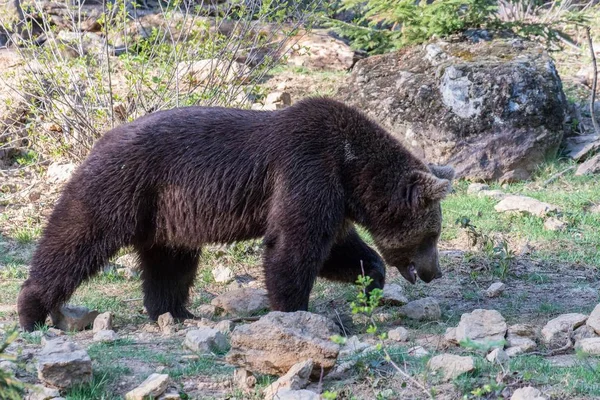 Καφέ Αρκούδα Στο Περιπλανιέται Έδαφός Του Γερμανία — Φωτογραφία Αρχείου