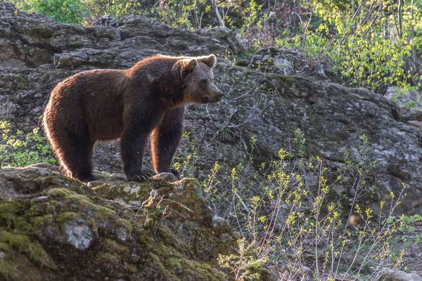 Barna Medve Barangol Saját Területükön Németország — Stock Fotó