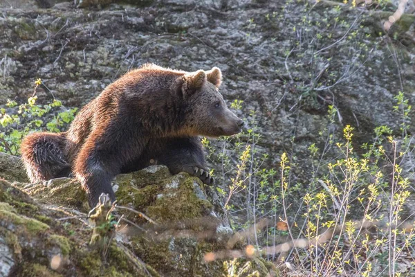 Urso Marrom Vagueia Seu Território Alemanha — Fotografia de Stock