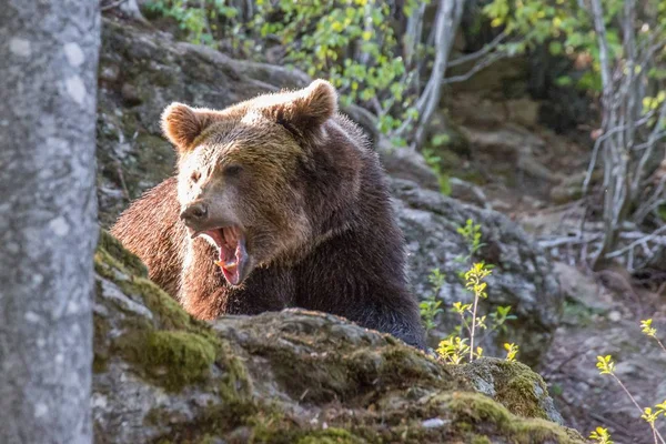 Brown Bear Roams His Territory Germany — Stock Photo, Image