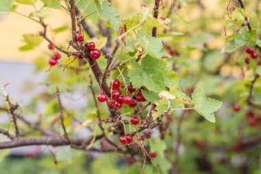 Olgun kırmızı meyve üzerinde Frenküzümü fidanları