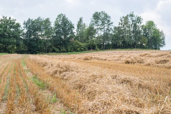 Słoma Zbożowa Żyta Polu Niemczech Bawarii — Zdjęcie stockowe