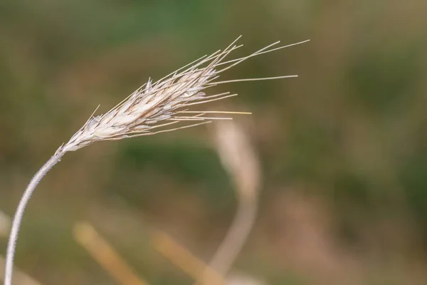 Ouvido Único Centeio Campo Baviera Alemanha — Fotografia de Stock