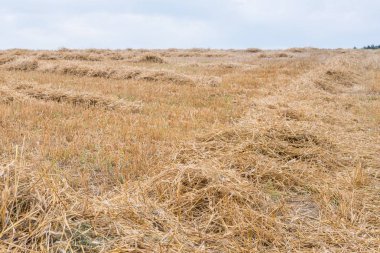 Bavaria, Almanya için bir alanda tahıl saman çavdar