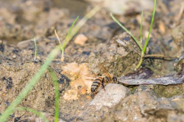 Bal arısı bir çamurlu su, Almanya içme