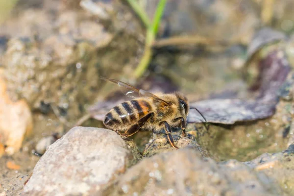 Abelha Bebendo Uma Poça Lama Alemanha — Fotografia de Stock