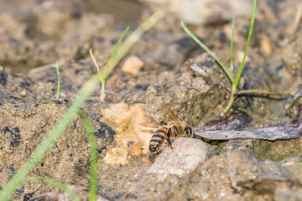 Bal arısı bir çamurlu su, Almanya içme