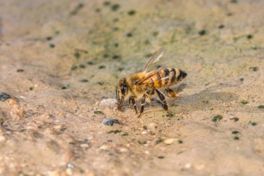 Bal arısı bir çamurlu su, Almanya içme