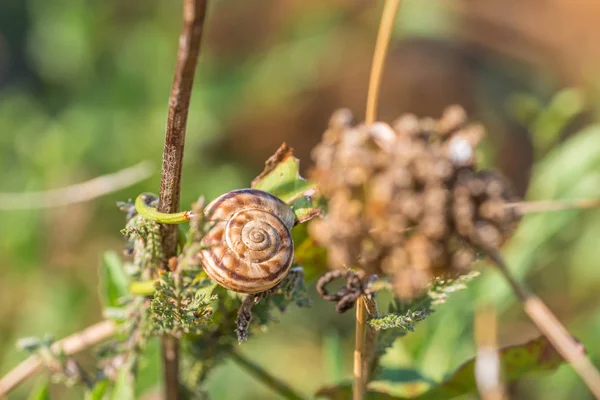 Snails Snail Shell Dry Rest Stick Firmly Plants Germany — Stock Photo, Image