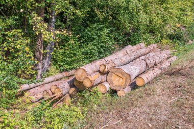 Bavarian Forest, Almanya dallarında olmadan yığılmış günlükleri