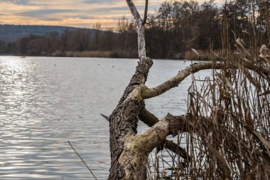 Bir bina gövdesi ve sazlık ile bir kış günbatımı sırasında bir gölün kıyısı, Almanya