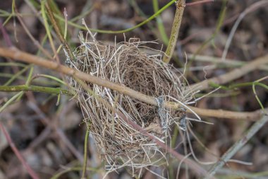 İlkbaharda bir çalının içinde terk edilmiş kuş yuvası, Almanya