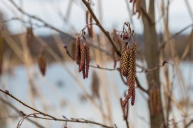 Bahar, Almanya'da Bir Huş Üzerinde Asılı Huş Yavruları