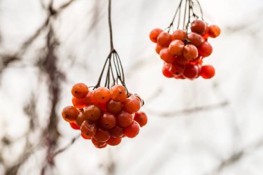 İlkbaharda bir dağ külü üzerinde kırmızı rowan meyveleri, Almanya