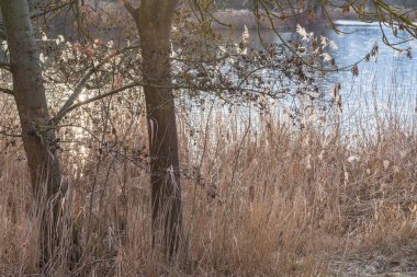 Bir bina gövdesi ve sazlık ile bir kış günbatımı sırasında bir gölün kıyısı, Almanya