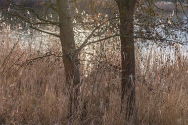 Bir bina gövdesi ve sazlık ile bir kış günbatımı sırasında bir gölün kıyısı, Almanya