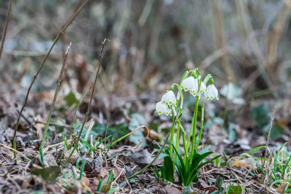 Florescimento Branco Gotas Neve Parque Primavera Alemanha — Fotografia de Stock