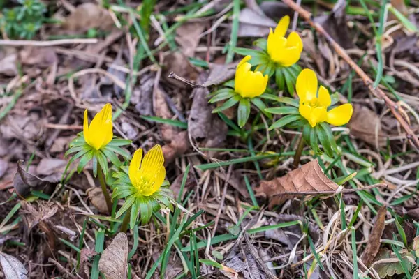Flores Amarillas Invierno Aconite Parque Primavera Alemania — Foto de Stock