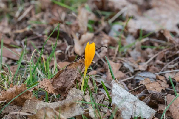 Yellow Crocus Flower Closed Flower Park Spring Germany — Stock Photo, Image