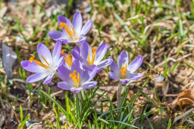 Bal toplayan uçan arılar ile baharda mor çiğdem çiçekleri, Almanya