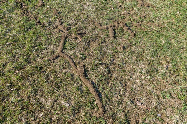 Kışın Karın Altında Fareler Tarafından Kazılan Tüneller Ilkbaharda Bir Çayırda — Stok fotoğraf