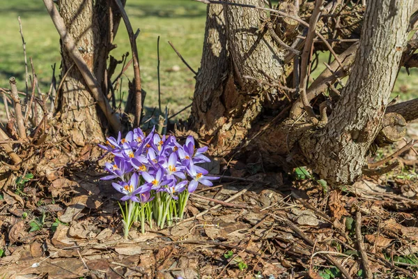 Violet Crocus Flowers Spring Garden Germany — Stock Photo, Image