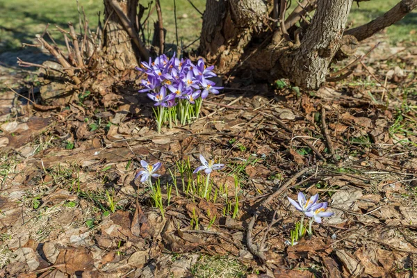 Violett Crocus Blommor Våren Trädgård Tyskland — Stockfoto