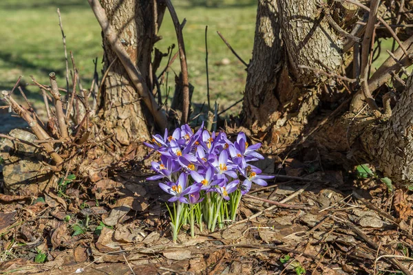 Violett Crocus Blommor Våren Trädgård Tyskland — Stockfoto