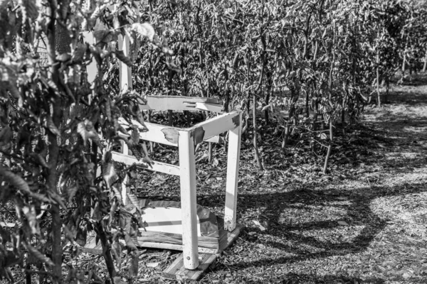 Imagem Branca Preta Uma Cadeira Branca Quebrada Jardim Labirinto Alemanha — Fotografia de Stock