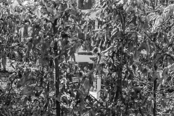 庭のラビリンスで壊れた白い椅子の黒い白い画像 ドイツ — ストック写真
