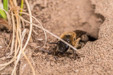 Single female mining bee in her hole on the ground, Germany clipart