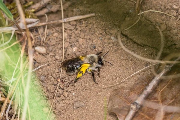 Einzelnes Erdbienenmännchen Mit Gelben Pollen Boden Deutschland — Stockfoto
