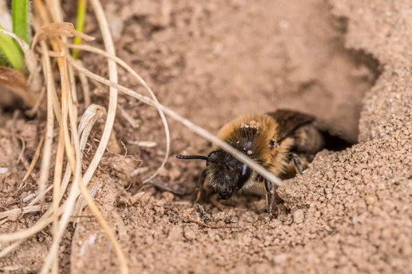 Single female mining bee in her hole on the ground, Germany