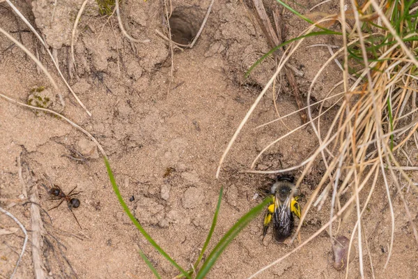 Одинокий Самец Пчелы Желтой Распухшей Почвой Германия — стоковое фото