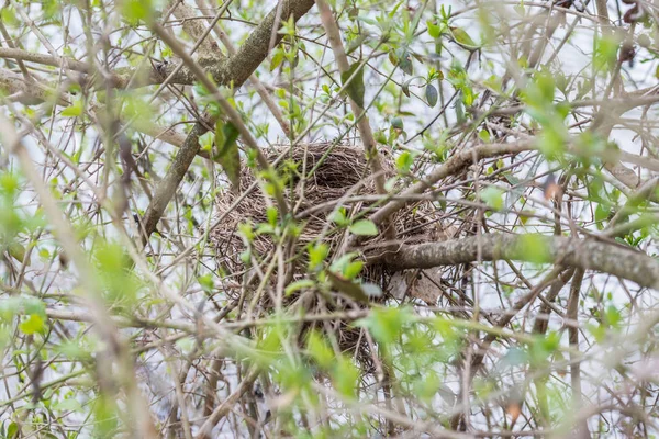 Nid Oiseau Abandonné Dans Arbuste Printemps Allemagne — Photo