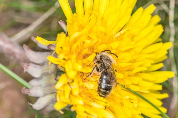 Pszczoła Miodna Zbiera Pyłki Nektar Kwiat Mniszka Lekarskiego Niemcy — Zdjęcie stockowe