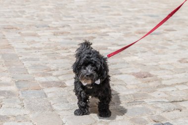 Kırmızı tasmalı küçük siyah bir Schnoodle, Almanya